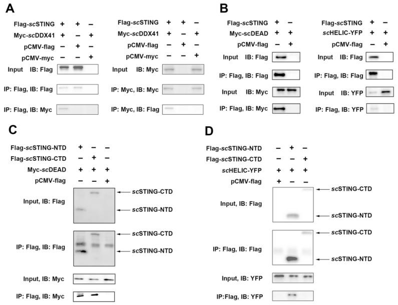 https://cdn.ncbi.nlm.nih.gov/pmc/blobs/2623/9862065/cc9cdebdedd7/viruses-15-00058-g004.jpg