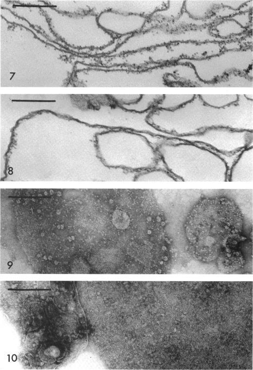 https://cdn.ncbi.nlm.nih.gov/pmc/blobs/2625/247469/cae143352648/jbacter00361-0287-a.jpg
