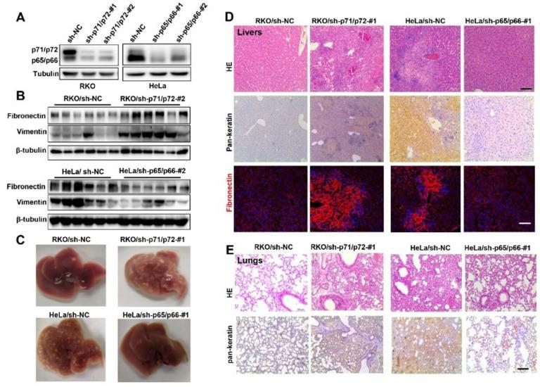 https://cdn.ncbi.nlm.nih.gov/pmc/blobs/262b/9027642/145a257d9106/ijms-23-04363-g003.jpg