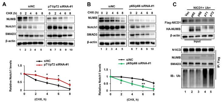 https://cdn.ncbi.nlm.nih.gov/pmc/blobs/262b/9027642/4d0efc9124a1/ijms-23-04363-g005.jpg