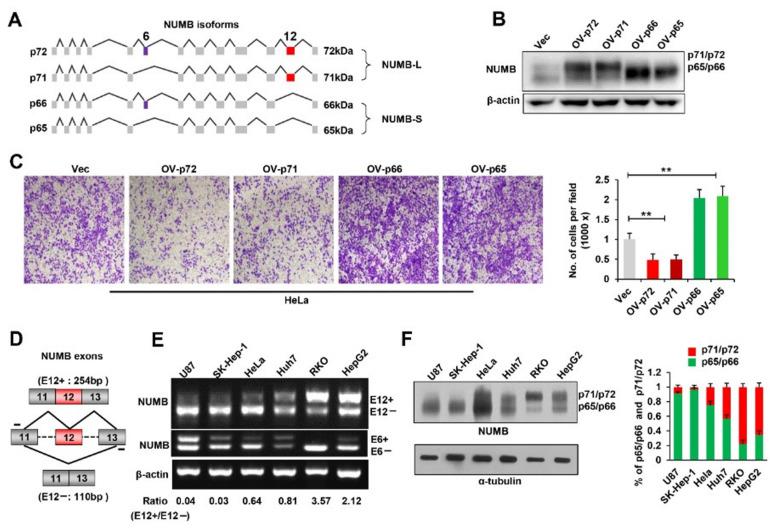 https://cdn.ncbi.nlm.nih.gov/pmc/blobs/262b/9027642/966df41ea978/ijms-23-04363-g001.jpg