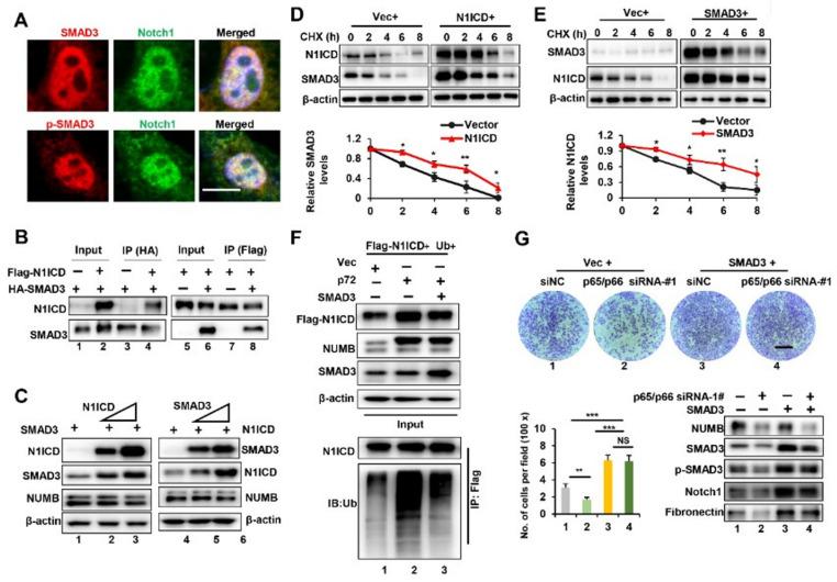 https://cdn.ncbi.nlm.nih.gov/pmc/blobs/262b/9027642/98ecb76de9e3/ijms-23-04363-g007.jpg