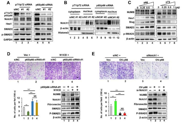 https://cdn.ncbi.nlm.nih.gov/pmc/blobs/262b/9027642/dccb375a8909/ijms-23-04363-g004.jpg