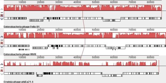https://cdn.ncbi.nlm.nih.gov/pmc/blobs/262c/3185647/62fa5008c8f7/viruses-02-00710f2.jpg