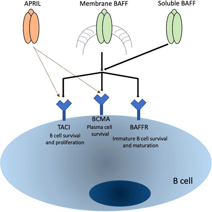 https://cdn.ncbi.nlm.nih.gov/pmc/blobs/262d/12354528/b910e9e6e796/fimmu-16-1523392-g001.jpg