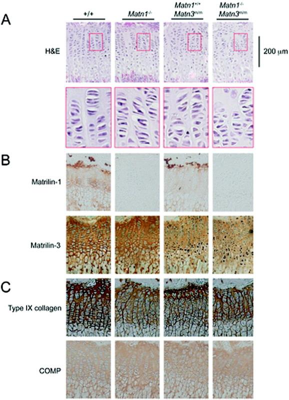 https://cdn.ncbi.nlm.nih.gov/pmc/blobs/262f/3397675/ba7d45b2f9ce/art0064-1529-fig002.jpg