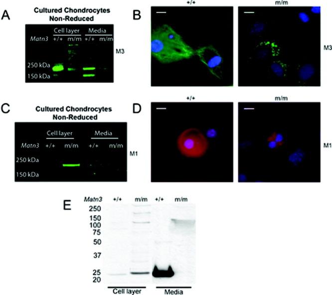 https://cdn.ncbi.nlm.nih.gov/pmc/blobs/262f/3397675/f855dc3705f2/art0064-1529-fig005.jpg