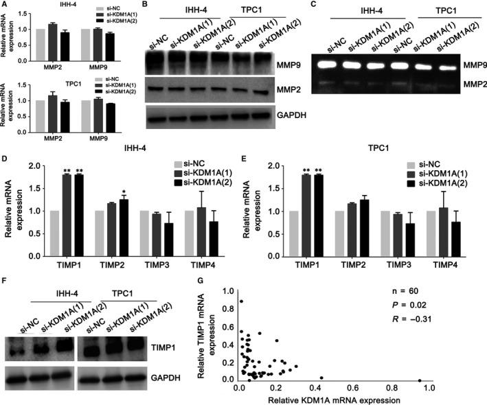 https://cdn.ncbi.nlm.nih.gov/pmc/blobs/2630/6653290/84bbf0f1746c/JCMM-23-4933-g003.jpg