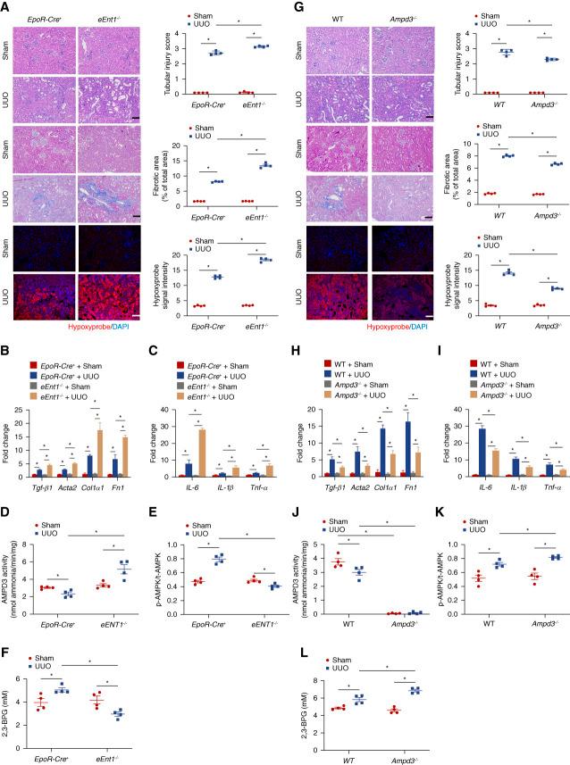 https://cdn.ncbi.nlm.nih.gov/pmc/blobs/2635/10561773/3a64fa384558/jasn-34-1647-g007.jpg