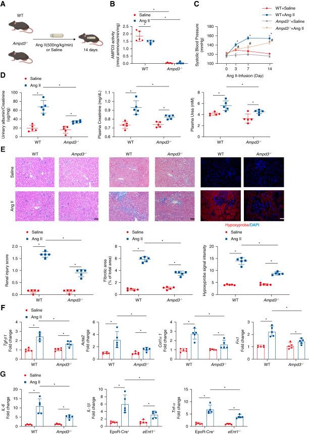 https://cdn.ncbi.nlm.nih.gov/pmc/blobs/2635/10561773/bde85e6ee11b/jasn-34-1647-g005.jpg