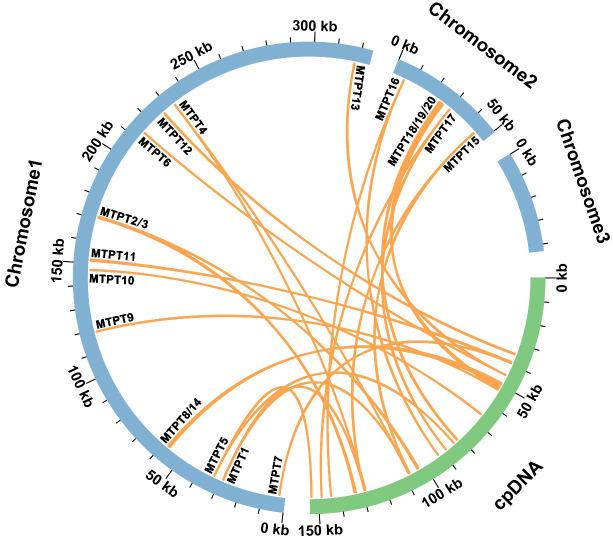 https://cdn.ncbi.nlm.nih.gov/pmc/blobs/2635/11903213/1146e3ca2215/fpls-15-1520033-g005.jpg