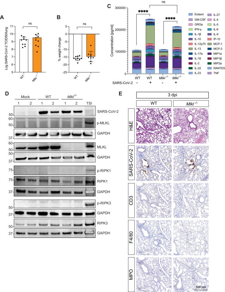 https://cdn.ncbi.nlm.nih.gov/pmc/blobs/2636/10825138/5c74575b3745/41419_2024_6471_Fig2_HTML.jpg