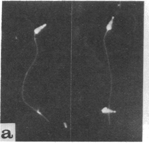 https://cdn.ncbi.nlm.nih.gov/pmc/blobs/2638/432087/9fe65f237e4a/pnas00033-0307-a.jpg
