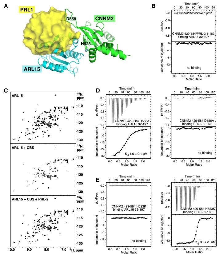 https://cdn.ncbi.nlm.nih.gov/pmc/blobs/263a/10348743/f07bd1964b08/elife-86129-fig6.jpg