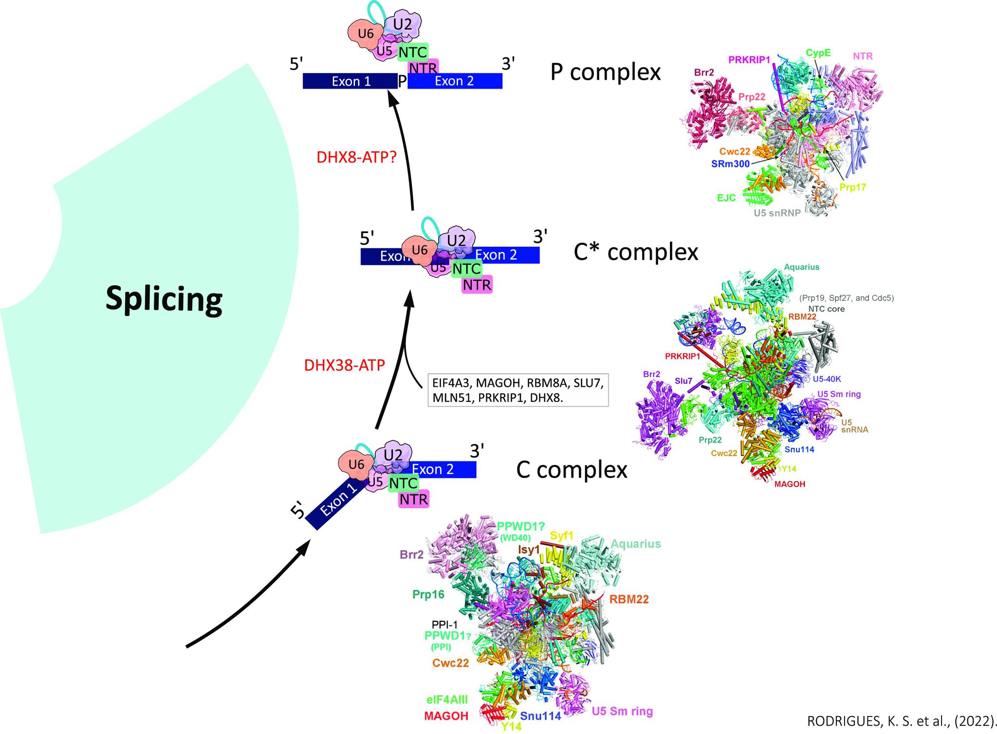 https://cdn.ncbi.nlm.nih.gov/pmc/blobs/263a/9834665/e981997d6104/LSA-2022-01593_Fig4.jpg