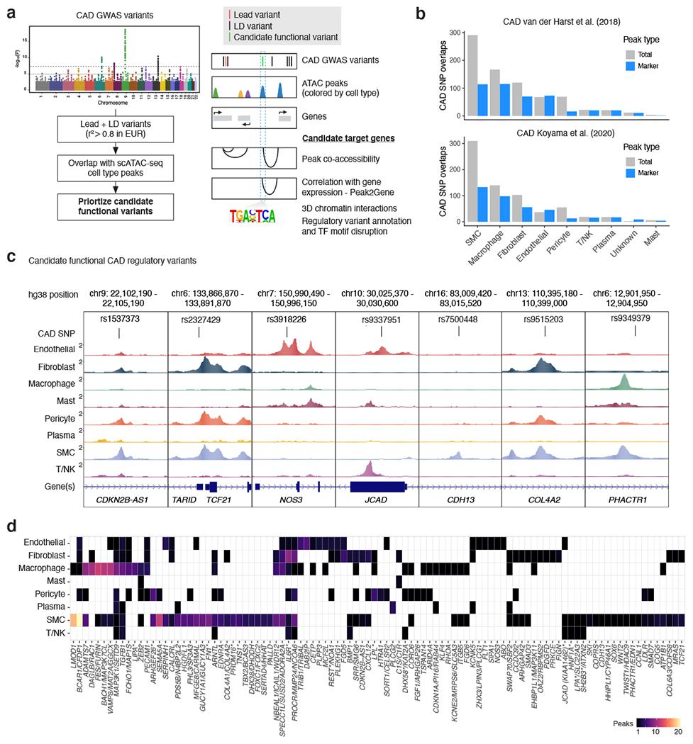 https://cdn.ncbi.nlm.nih.gov/pmc/blobs/2643/9203933/3d751ad77837/nihms-1794783-f0004.jpg