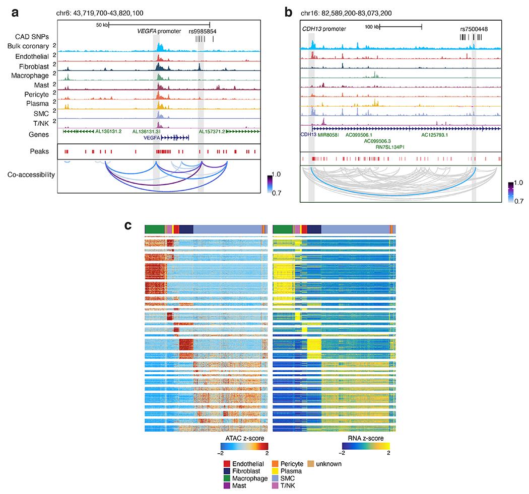https://cdn.ncbi.nlm.nih.gov/pmc/blobs/2643/9203933/b33d3a523ad2/nihms-1794783-f0011.jpg
