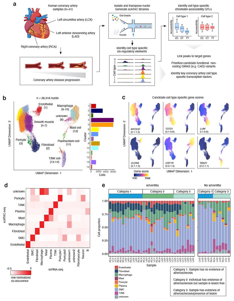 https://cdn.ncbi.nlm.nih.gov/pmc/blobs/2643/9203933/c093961d7771/nihms-1794783-f0001.jpg