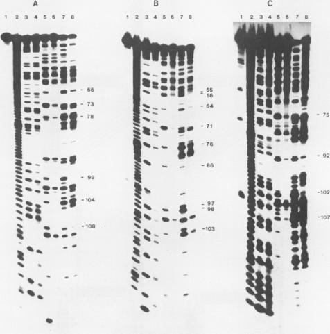 https://cdn.ncbi.nlm.nih.gov/pmc/blobs/2646/318733/5e168deb621d/nar00325-0111-a.jpg