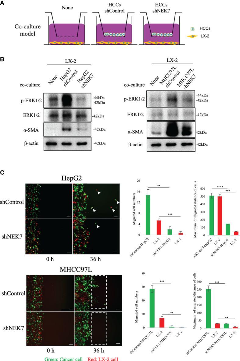 https://cdn.ncbi.nlm.nih.gov/pmc/blobs/2648/8866693/0c54ce987717/fonc-12-812655-g005.jpg