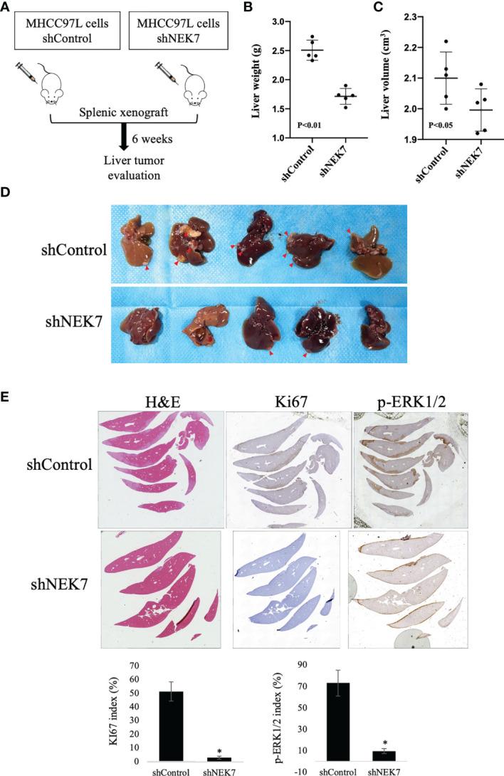 https://cdn.ncbi.nlm.nih.gov/pmc/blobs/2648/8866693/340f00f480af/fonc-12-812655-g006.jpg