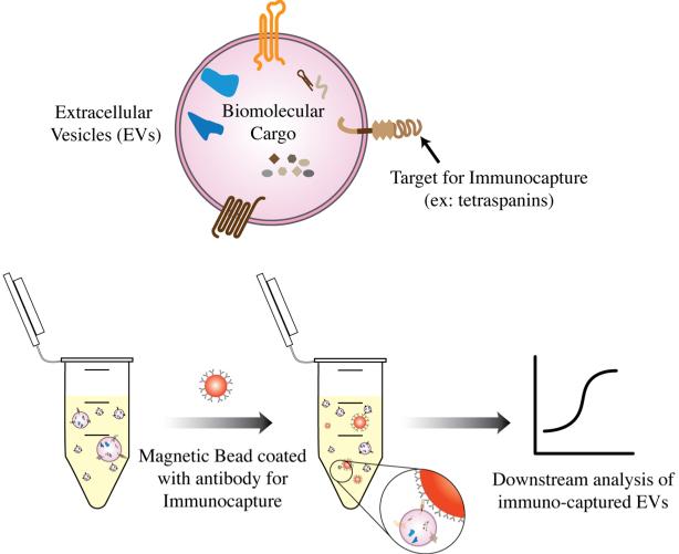 https://cdn.ncbi.nlm.nih.gov/pmc/blobs/264e/11648483/94d9e72c49cd/evcna-4-3-447.fig.3.jpg