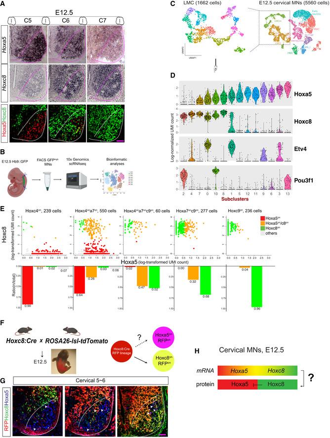 https://cdn.ncbi.nlm.nih.gov/pmc/blobs/264e/8062999/40a7e1e290f1/MSB-17-e9945-g004.jpg