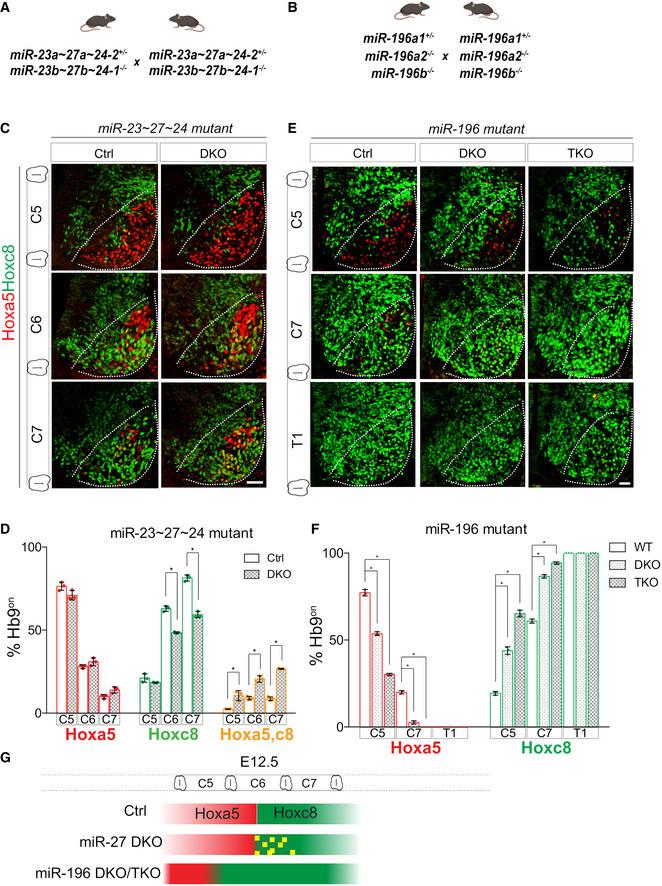 https://cdn.ncbi.nlm.nih.gov/pmc/blobs/264e/8062999/64c2890c2289/MSB-17-e9945-g009.jpg