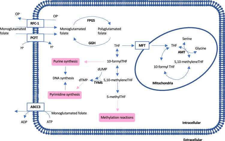 https://cdn.ncbi.nlm.nih.gov/pmc/blobs/2651/11861115/6e8d8477c92b/432_2025_6141_Fig1_HTML.jpg