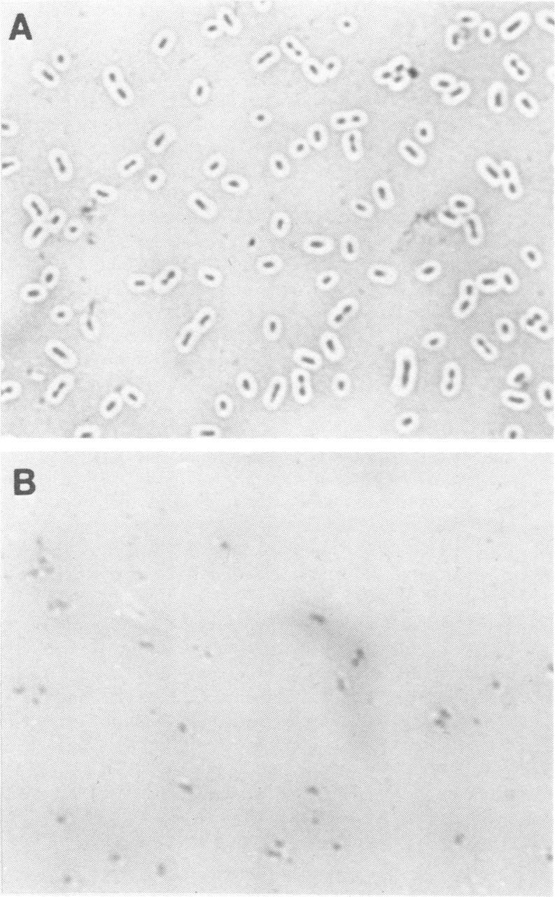 https://cdn.ncbi.nlm.nih.gov/pmc/blobs/2651/272551/2c13fa13b73d/jcm00149-0159-a.jpg