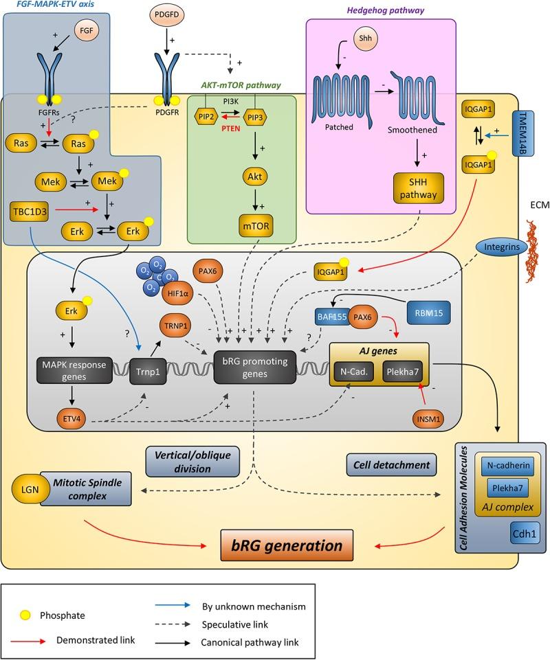 https://cdn.ncbi.nlm.nih.gov/pmc/blobs/2652/6710321/51154429d200/fncel-13-00381-g002.jpg