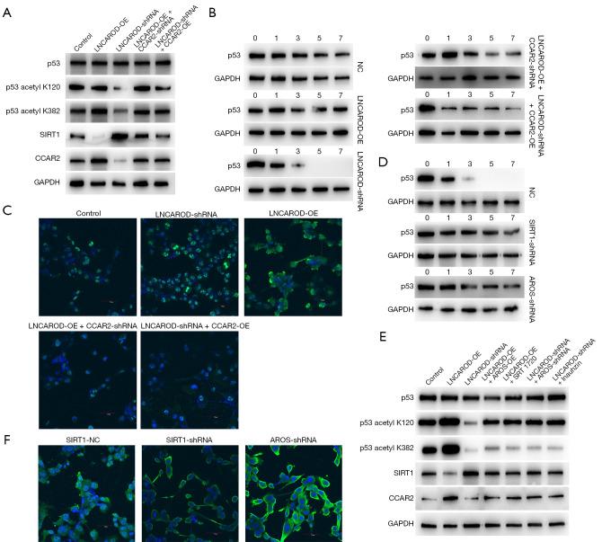 https://cdn.ncbi.nlm.nih.gov/pmc/blobs/2656/12082203/06fc83c21df0/tlcr-14-04-1351-f6.jpg