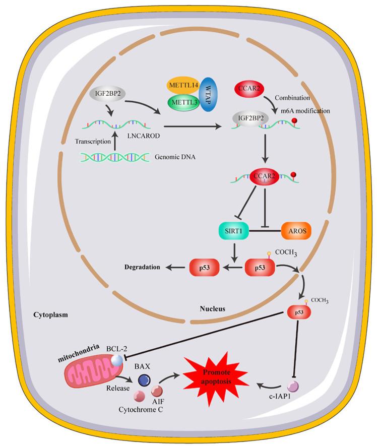 https://cdn.ncbi.nlm.nih.gov/pmc/blobs/2656/12082203/5319f577eb8e/tlcr-14-04-1351-f8.jpg