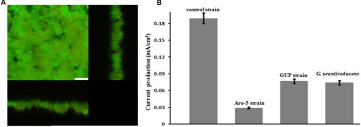 https://cdn.ncbi.nlm.nih.gov/pmc/blobs/265b/4923279/9d7db25e6c2c/fmicb-07-00980-g005.jpg