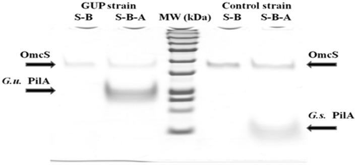 https://cdn.ncbi.nlm.nih.gov/pmc/blobs/265b/4923279/cfd9993ca46f/fmicb-07-00980-g004.jpg
