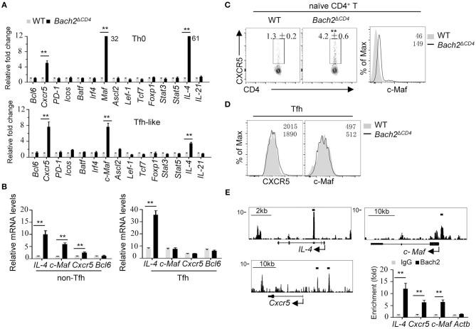 https://cdn.ncbi.nlm.nih.gov/pmc/blobs/265d/6737000/8504eb919a55/fimmu-10-02050-g0005.jpg