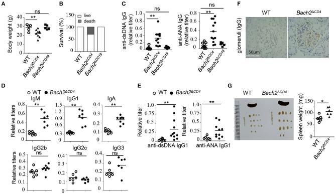 https://cdn.ncbi.nlm.nih.gov/pmc/blobs/265d/6737000/a8e0d8b55c44/fimmu-10-02050-g0001.jpg