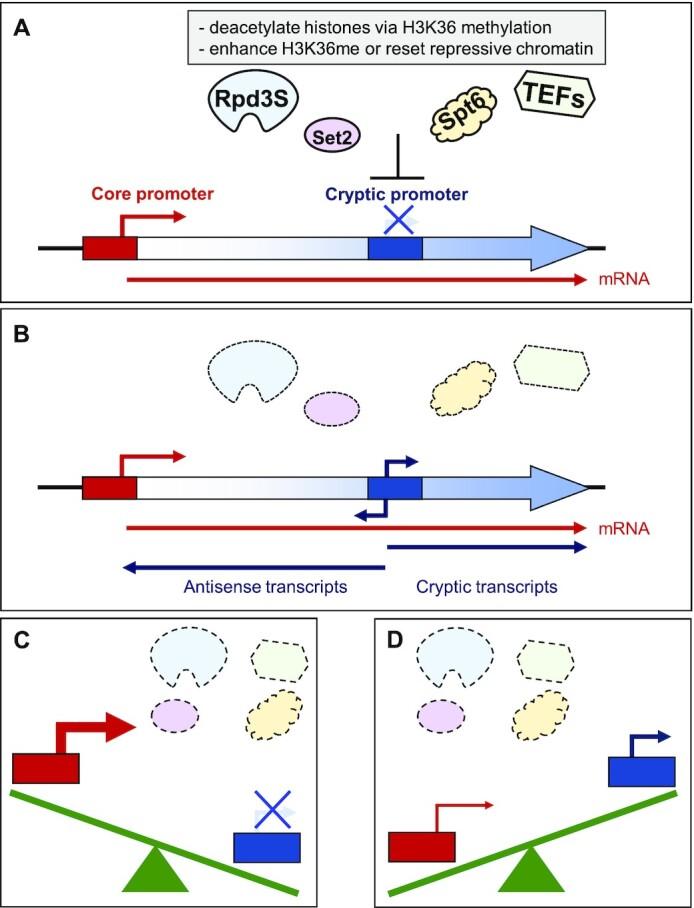 https://cdn.ncbi.nlm.nih.gov/pmc/blobs/265e/8373055/0388c3b61df4/gkab639fig6.jpg
