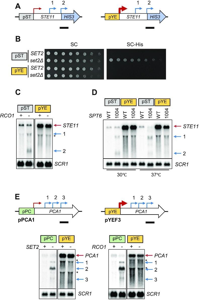 https://cdn.ncbi.nlm.nih.gov/pmc/blobs/265e/8373055/09af8ac68e91/gkab639fig2.jpg