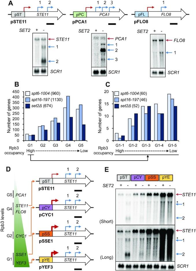 https://cdn.ncbi.nlm.nih.gov/pmc/blobs/265e/8373055/c55643aad257/gkab639fig1.jpg