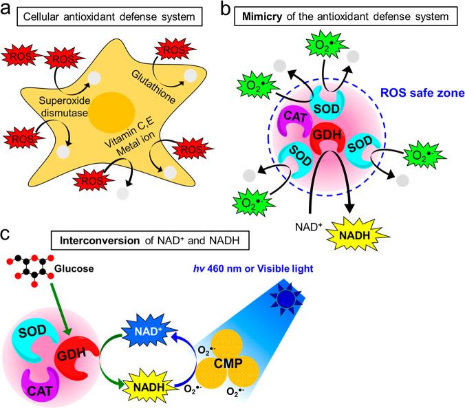 https://cdn.ncbi.nlm.nih.gov/pmc/blobs/2662/7303963/21daceeba73b/am0c05588_0005.jpg