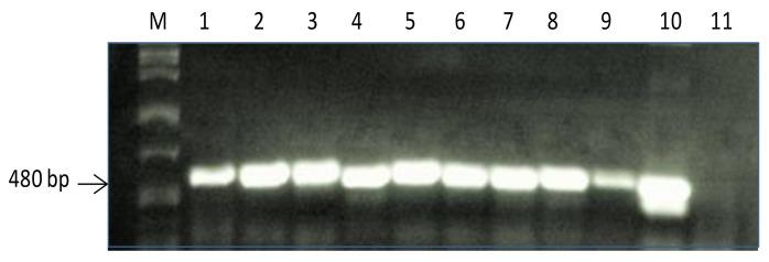 https://cdn.ncbi.nlm.nih.gov/pmc/blobs/2662/7831506/02f4a4b9fb3c/plants-10-00173-g002.jpg