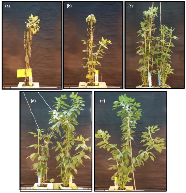https://cdn.ncbi.nlm.nih.gov/pmc/blobs/2662/7831506/6cba6447c4eb/plants-10-00173-g003.jpg