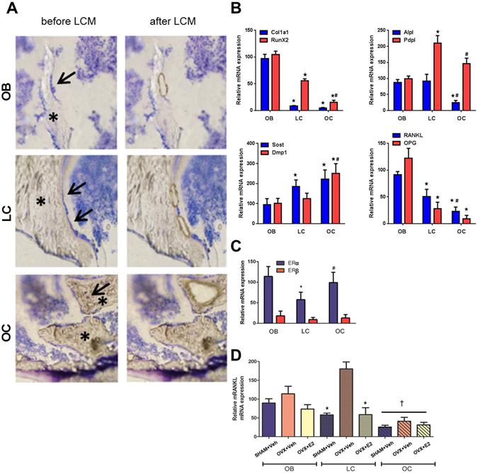 https://cdn.ncbi.nlm.nih.gov/pmc/blobs/2663/5527119/2b5973038c2e/41598_2017_6614_Fig4_HTML.jpg