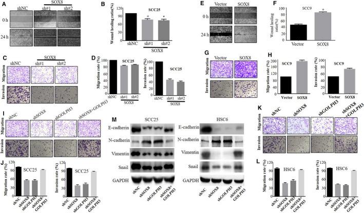 https://cdn.ncbi.nlm.nih.gov/pmc/blobs/2667/7300415/4fc229f36796/CAM4-9-4274-g004.jpg