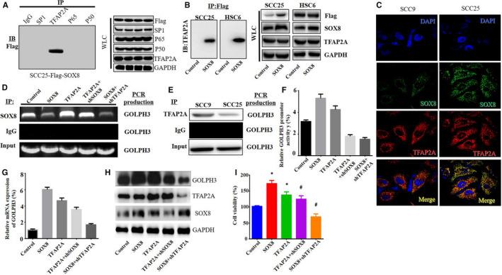 https://cdn.ncbi.nlm.nih.gov/pmc/blobs/2667/7300415/a2aa2635240f/CAM4-9-4274-g006.jpg