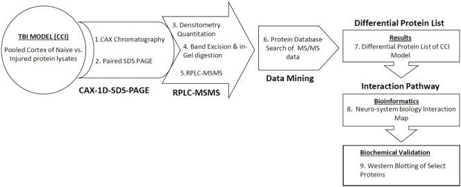 https://cdn.ncbi.nlm.nih.gov/pmc/blobs/266b/5118702/7c5b8373b178/fneur-07-00198-g001.jpg