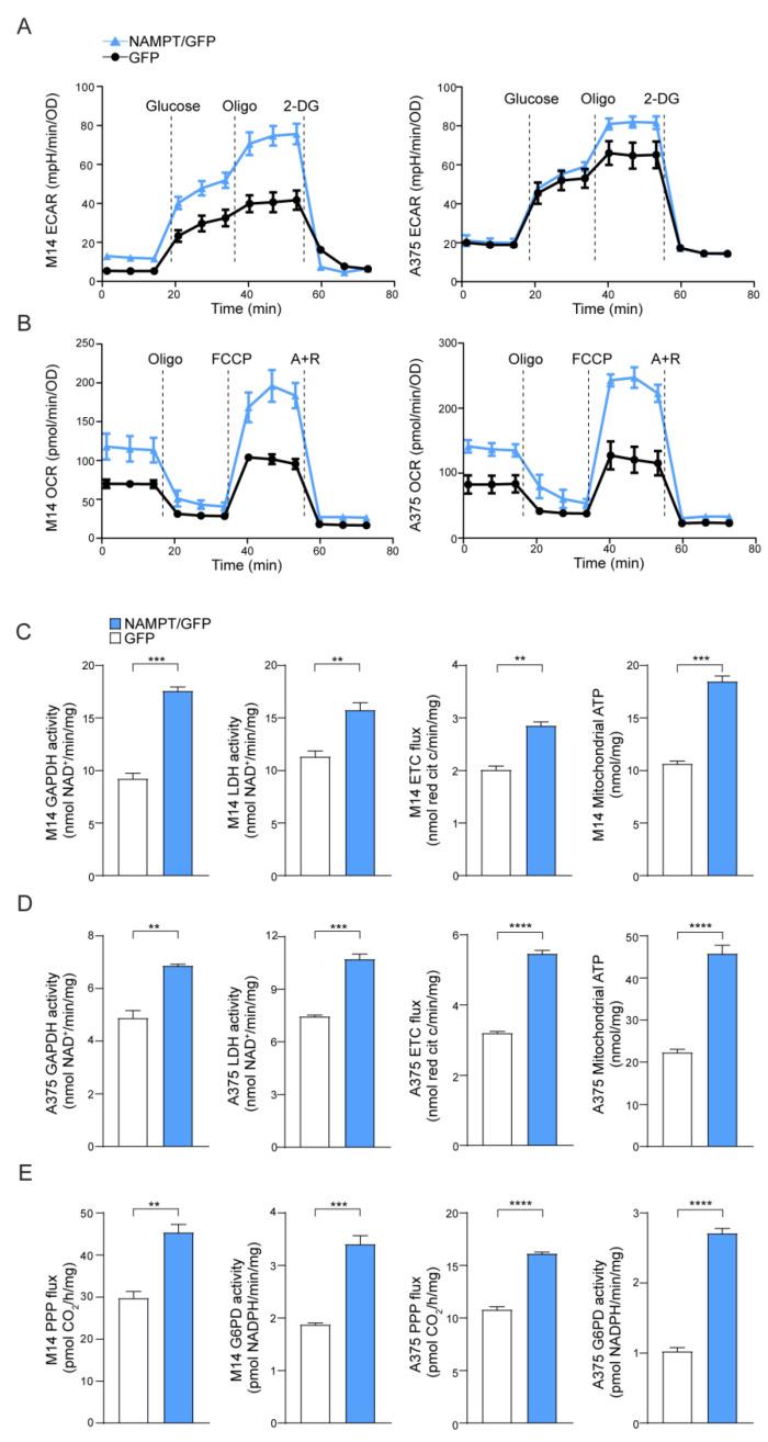 https://cdn.ncbi.nlm.nih.gov/pmc/blobs/266b/7766175/8c4f969eca59/cancers-12-03855-g001.jpg