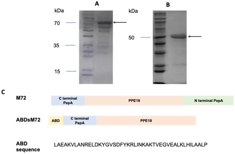 https://cdn.ncbi.nlm.nih.gov/pmc/blobs/266f/12195942/8265c4140c62/pathogens-14-00592-g001.jpg