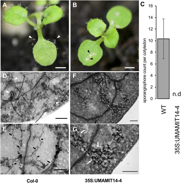 https://cdn.ncbi.nlm.nih.gov/pmc/blobs/2670/7870477/d0ac6b48aafd/fpls-11-606386-g005.jpg